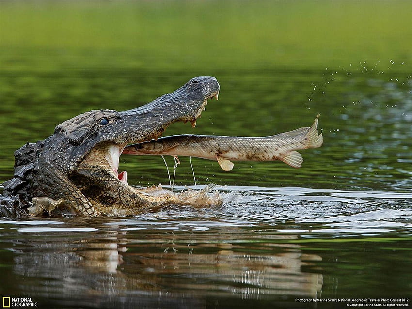 American Alligator HD wallpaper