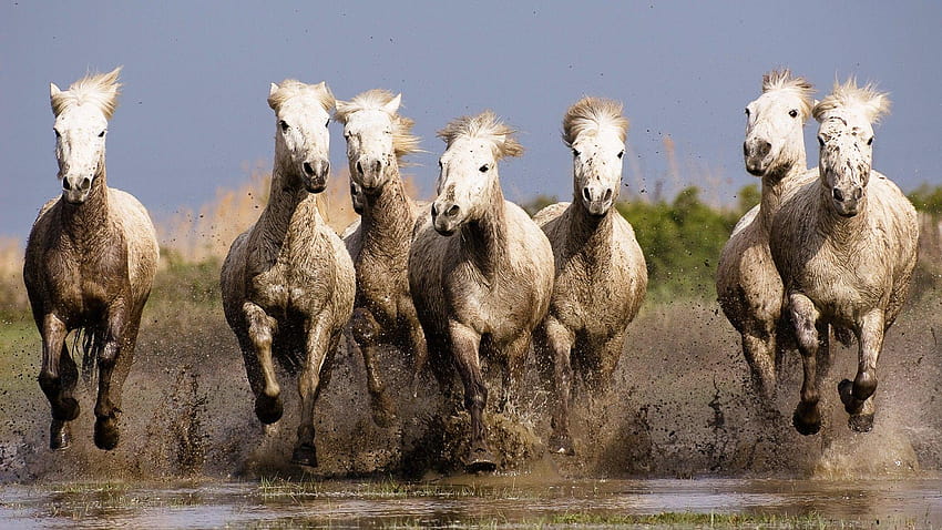 przyroda, koń, zwierzęta, bieganie / i ruchoma, siedem koni Tapeta HD