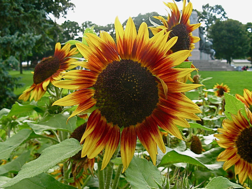 Datei:Sonnenblumen Helianthus annuus Orillia.jpg HD-Hintergrundbild