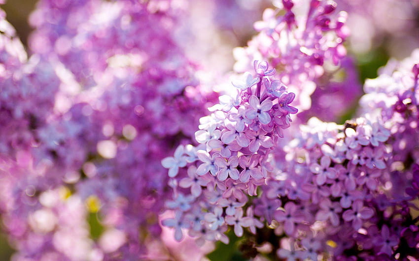 Lilac flowers macro, emerald green background, spring, lilas HD wallpaper