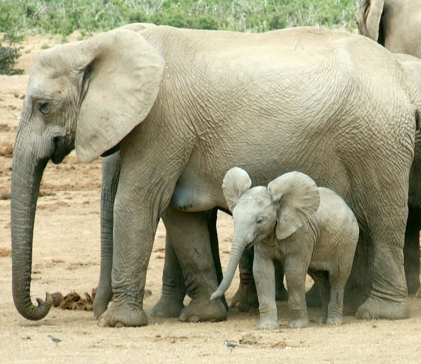 Child Baby Elephant with Mother, elephant mother and child HD wallpaper