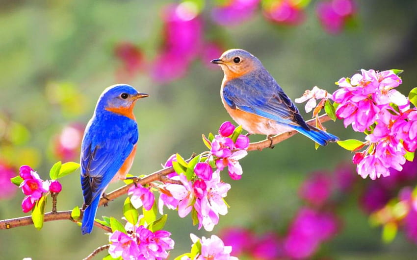 SPRING BLUE BIRDS 148833, flores de pássaros de primavera papel de parede HD