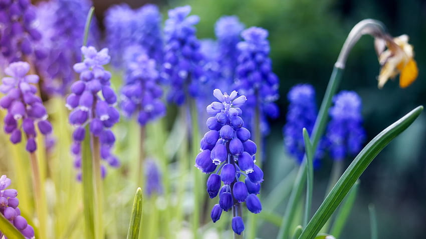 2560x1440 purple, flowers, blur, meadow, violet hyacinths flowers HD wallpaper