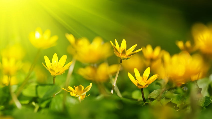 Kwiaty, promień słońca, żółty, zielona trawa, Natura, żółty zielony Tapeta HD
