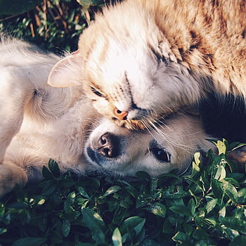 Page 2 | cat and dog love HD wallpapers | Pxfuel