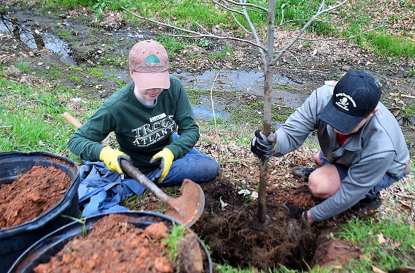 Come help plant trees in Blackburn Park for Arbor Day HD wallpaper