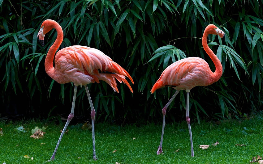 telewizor flamingo albert Tapeta HD