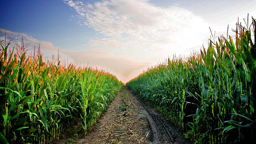 corn fields HD wallpaper