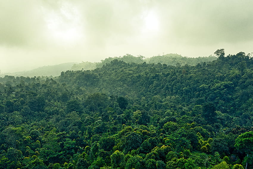 Rainforest, evergreen forest HD wallpaper
