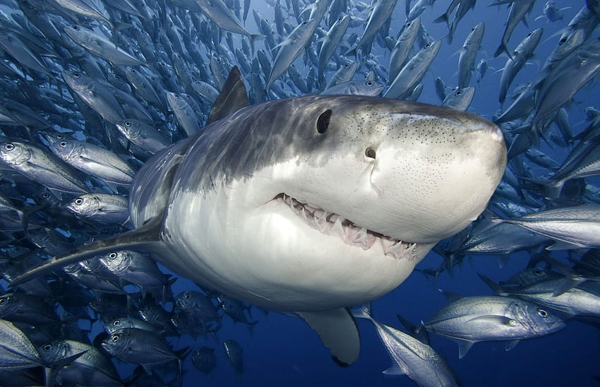 Serie Ocean Predators di Niue ...agaunews, squalo mako pinne corte Sfondo HD