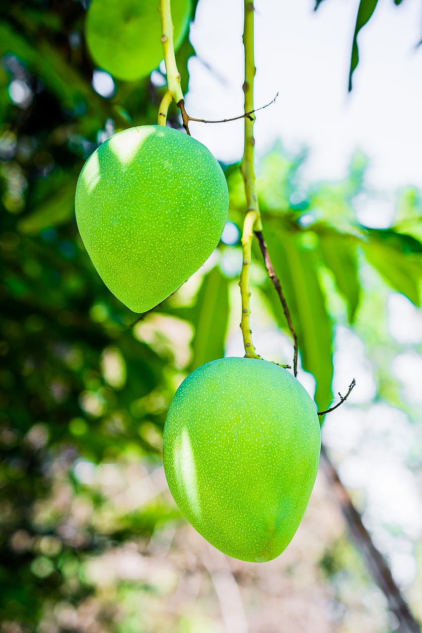 Mango Tree Fruit Green, green mango HD phone wallpaper