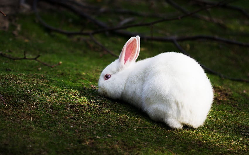 Top Beautiful And Cute Rabbit In 1920×1200 Rabbit, fat bunny HD