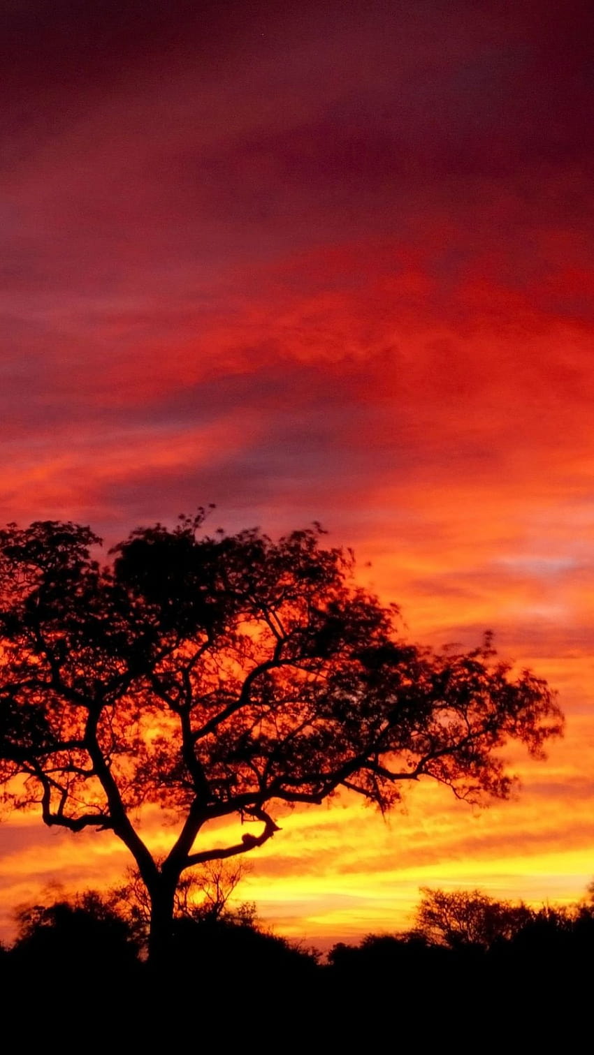 Africa Sunset, sunrise africa iphone HD phone wallpaper