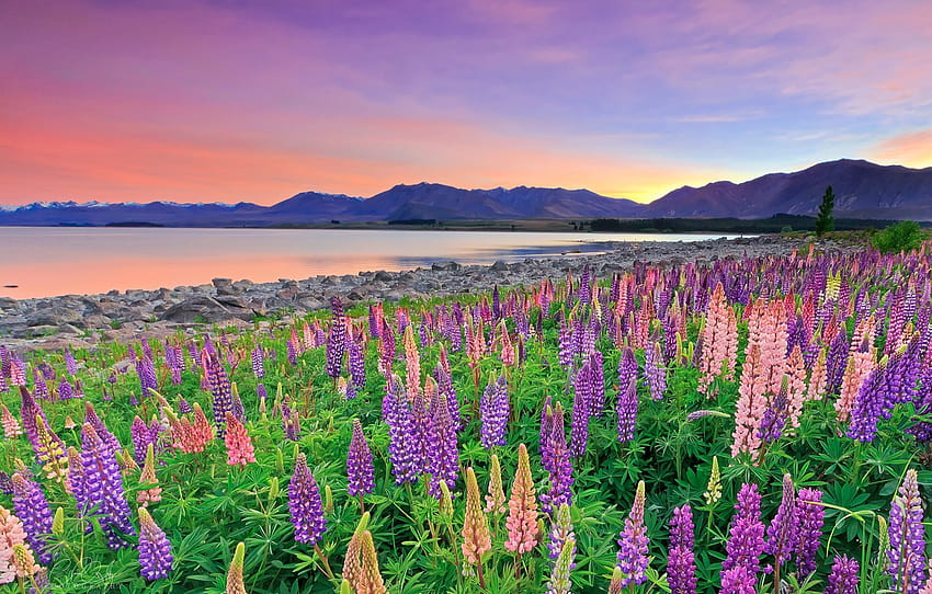 flowers, mountains, lake, New Zealand, New Zealand, Lake Tekapo, lupins, Southern Alps, Southern Alps, Lake Tekapo , section пейзажи HD wallpaper
