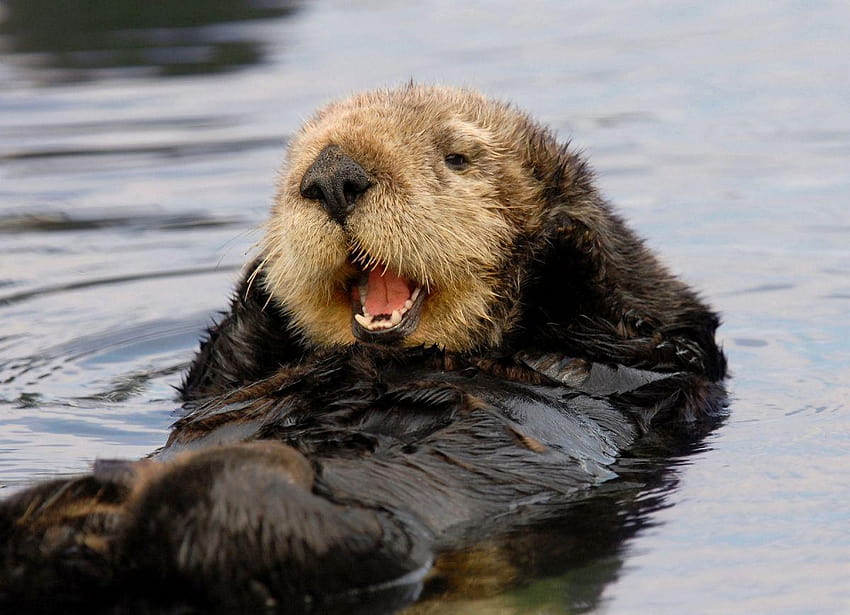 Animals Sea Otter 1200x868px – 100% Quality, sea otters HD wallpaper