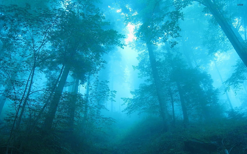 Blue Forest Backgrounds, blue mist HD wallpaper