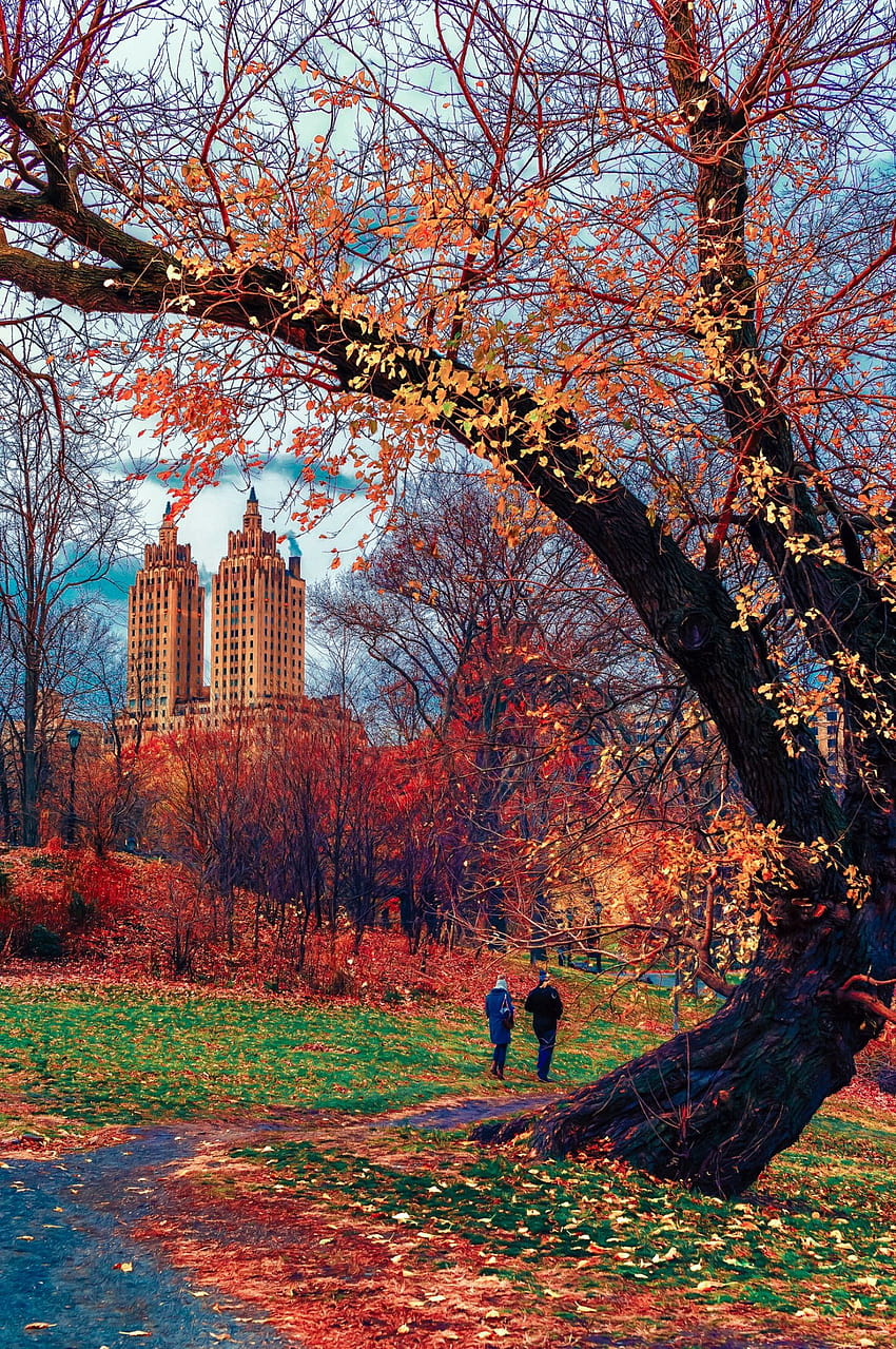 Diciembre en Central Park, otoño central park fondo de pantalla del teléfono
