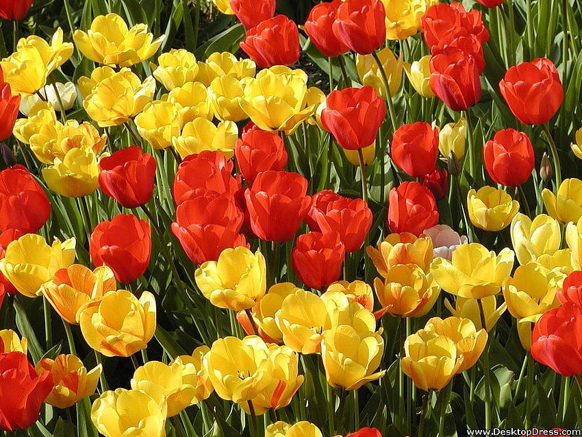 Red and Yellow Flowers, dark red yellow flowers petals HD wallpaper