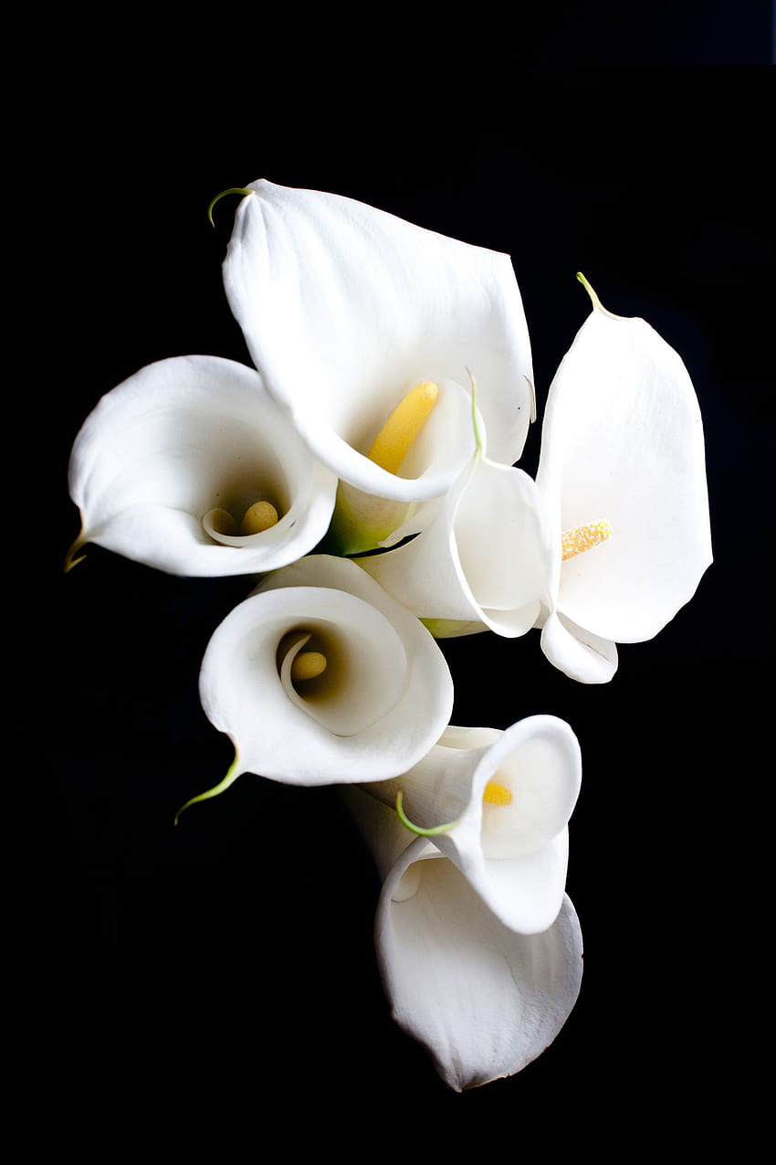 White calla lily flower close HD phone wallpaper