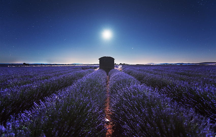 stars, night, the ranks, lavender, plantation, lavender field , section пейзажи, lavender field at night HD wallpaper