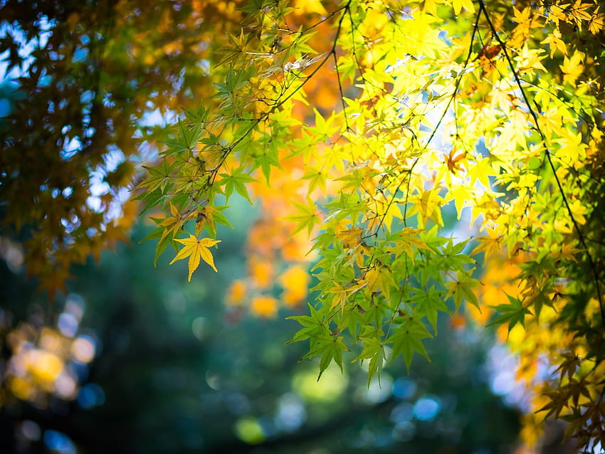 : sunlight, forest, fall, nature, branch, green, yellow, bokeh, maple leaves, light, tree, autumn, leaf, season, land plant, flowering plant, woody plant, 1706x1280 px 1706x1280, yellow green leaves HD wallpaper