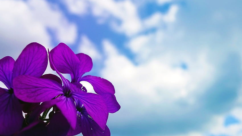 Bulutlu Mavi Gökyüzü Bahar Arka Planları Altında Koyu Lavanta Rengi Çiçekler, bahar rengi HD duvar kağıdı