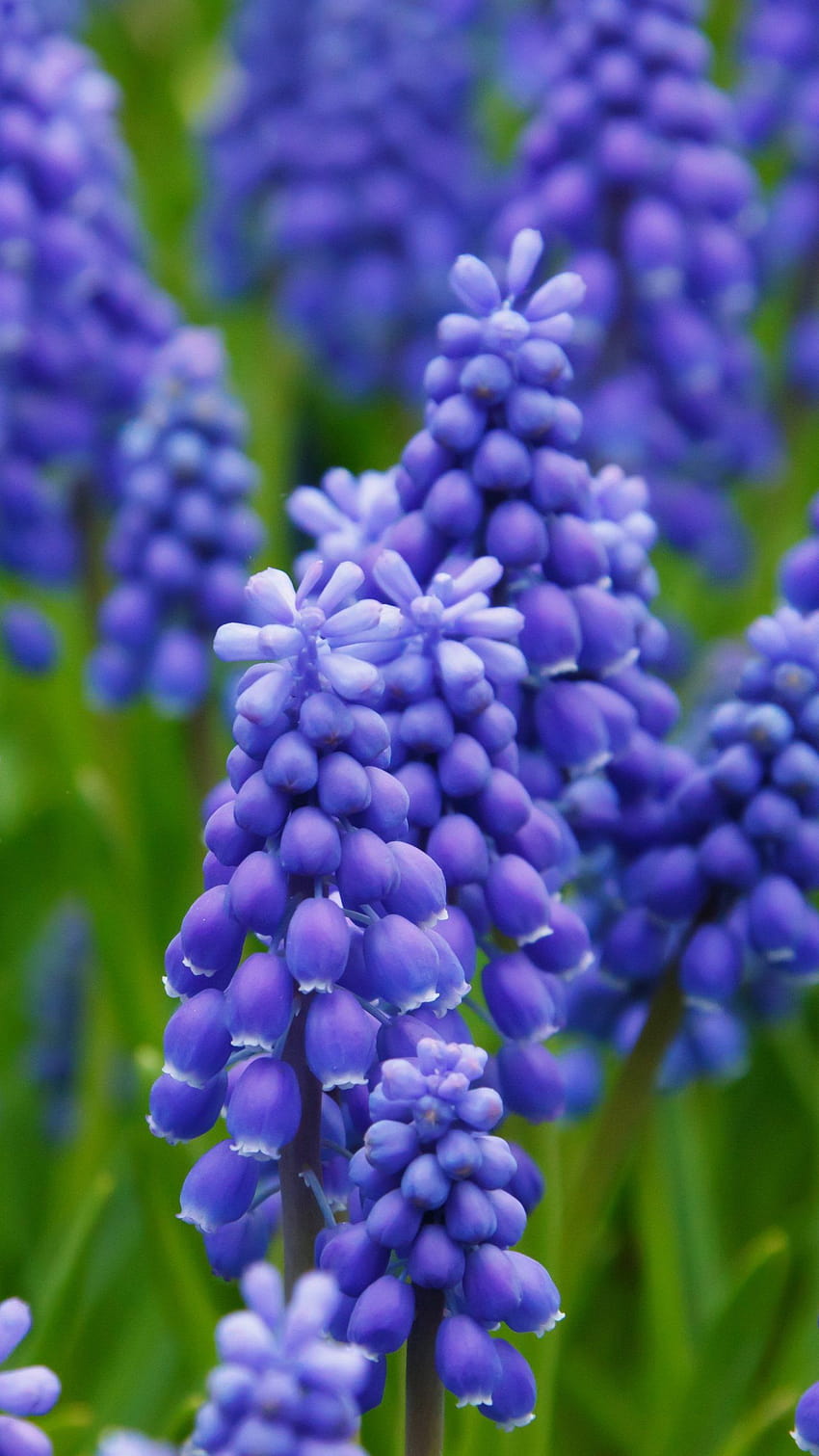 Grape Hyacinth, purple hyacinth field spring HD phone wallpaper