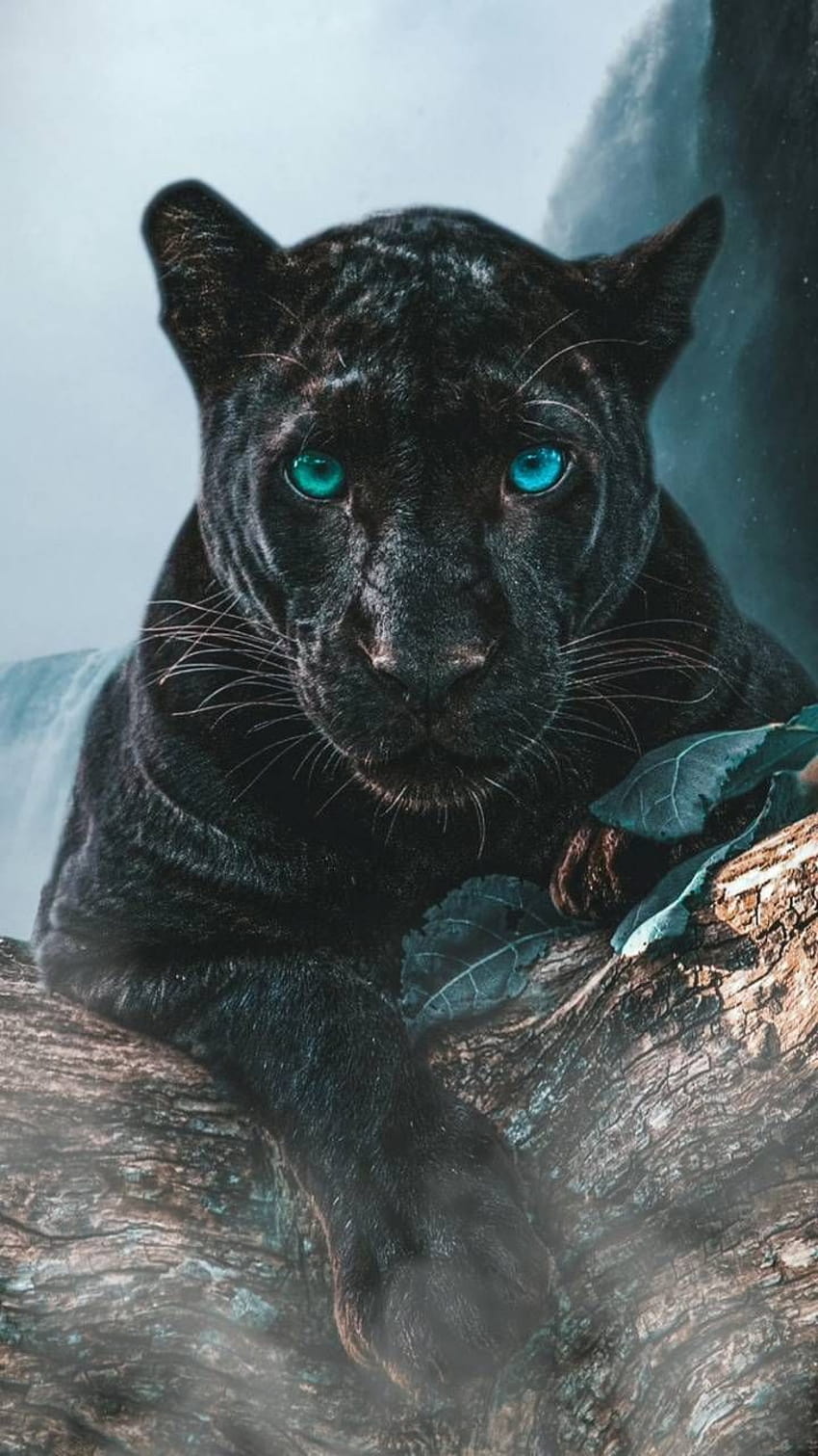 เสือดำโดยสัตว์ สัตว์ป่า 2021 วอลล์เปเปอร์โทรศัพท์ HD