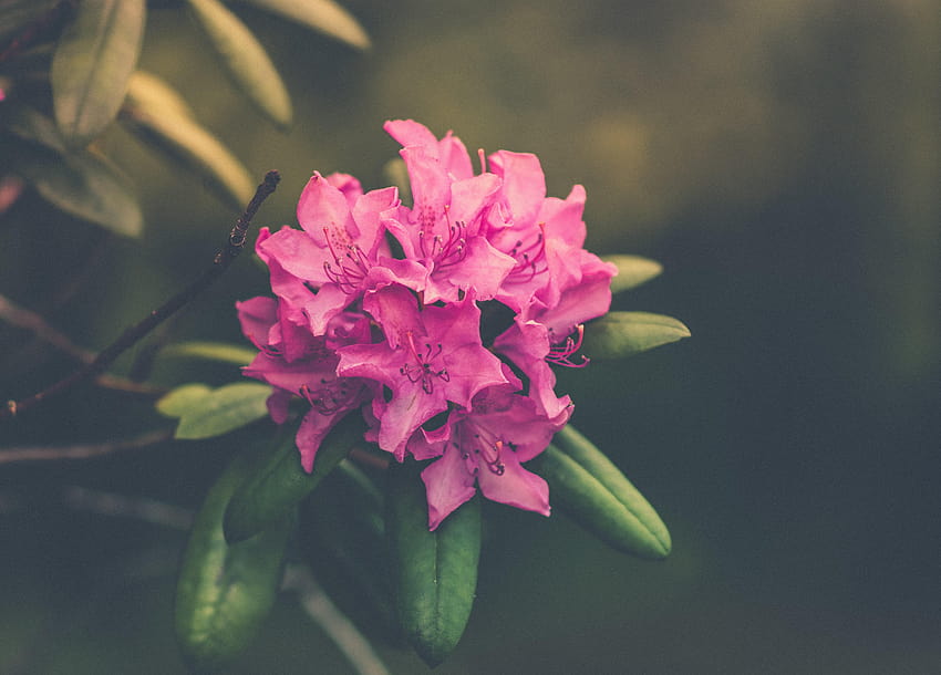 Selective focus of pink Rhododendron flower, rhododendron flowers HD wallpaper