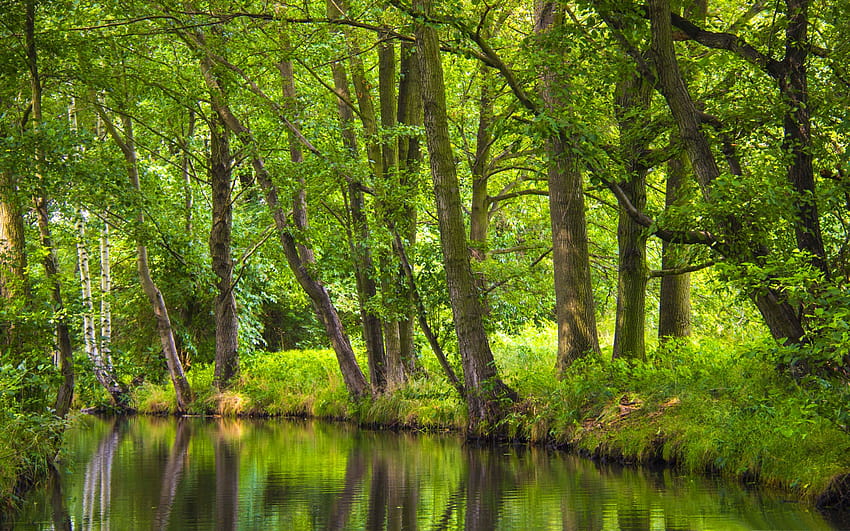 The Spreewald Tranquility 2560x1600 : 13, forest tranquility HD wallpaper