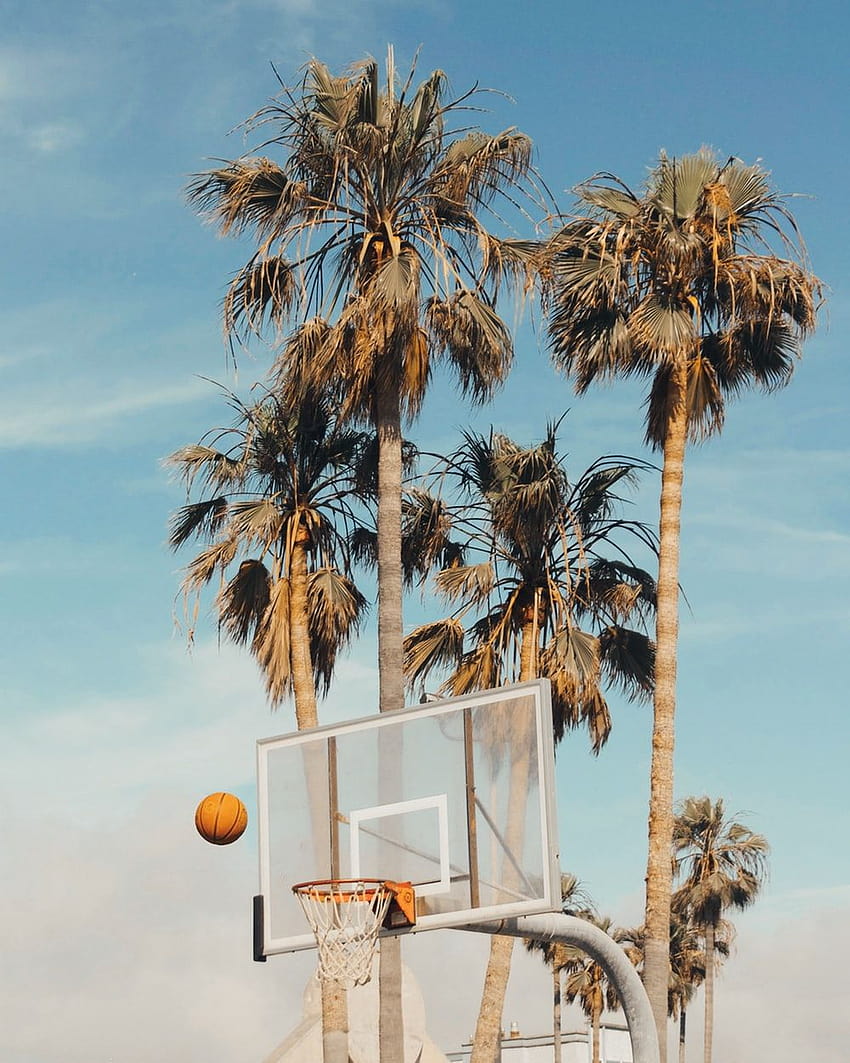 white and gray basketball system beside coconut trees –, basketball on beach HD phone wallpaper