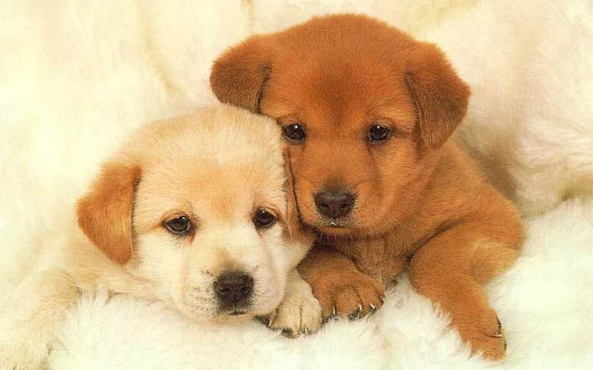 lindos adorables cachorros bebes