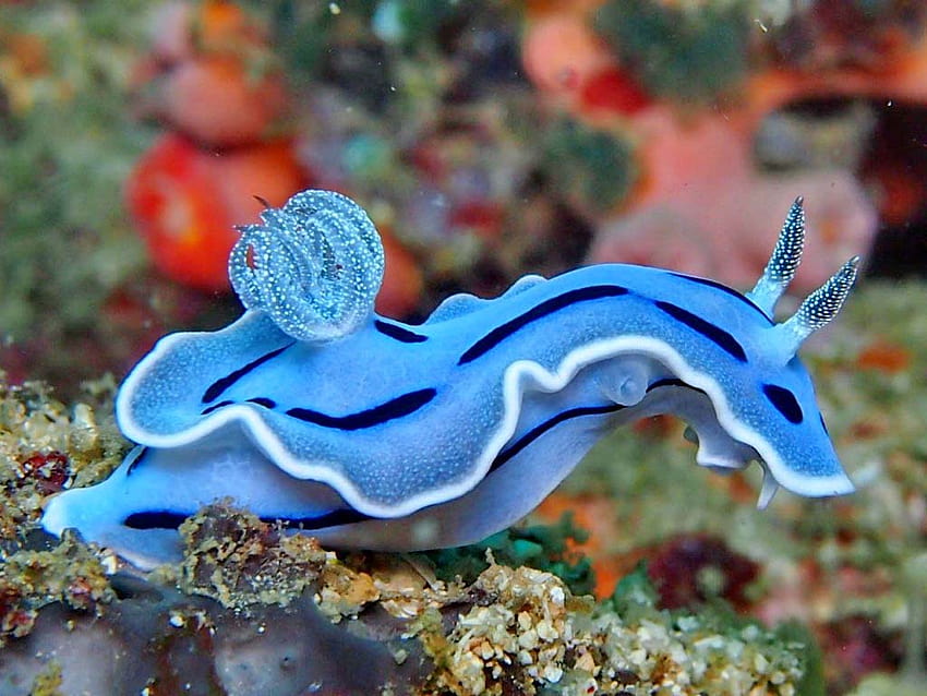 Babosa de mar, Animal, HQ Sea Slug, animal glaucus azul fondo de pantalla