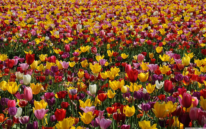 Wiosenne różowe i żółte tulipany Ultra Tła dla : & UltraWide & Laptop : Multi Display, Dual Monitor : Tablet : Smartphone, pink and yellow spring Tapeta HD