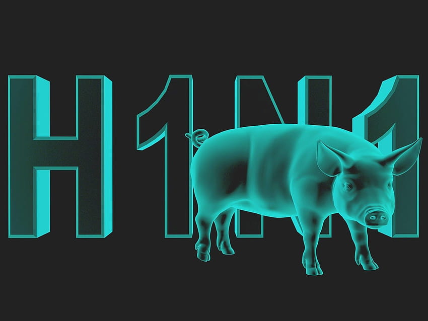 Swine Flu H1N1 cause of KUMACA deaths HD wallpaper