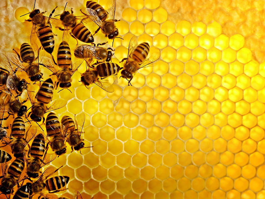 result for bee on comb, honey nut HD wallpaper