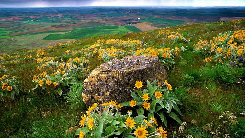 Цветя полета скали Държава Вашингтон ферма жълти цветя, провинциална ливада HD тапет