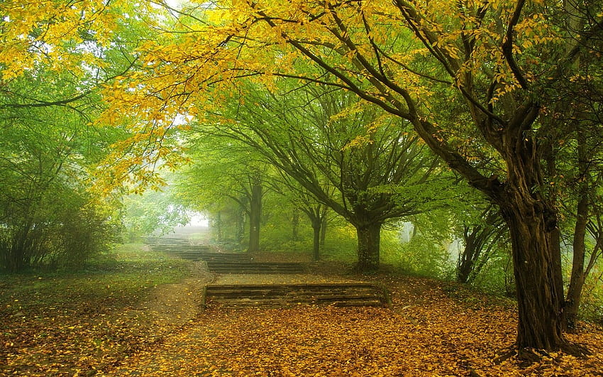 природа, пейзаж, мъгла, сутрин, дървета, есен, листа, парк, жълто, зелено, пътека, алея / и мобилни фонове, зелени есенни листа HD тапет