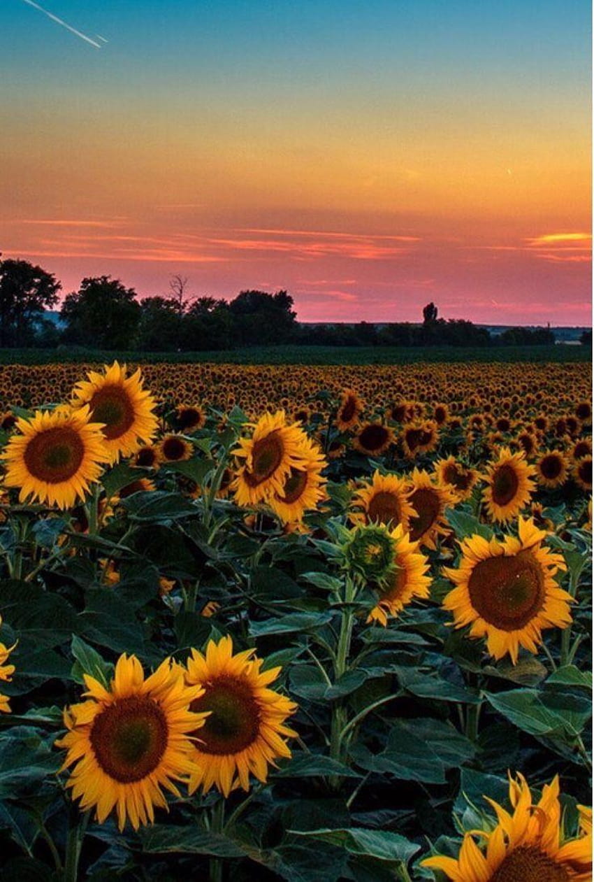 Yellow Aesthetic Sunset, flowers on the sunset HD phone wallpaper
