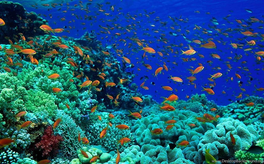 Życie w oceanie Życie morskie na dnie morskim Tła Tapeta HD
