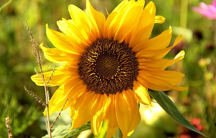 greens, flower, summer, close, bright sunflower HD wallpaper