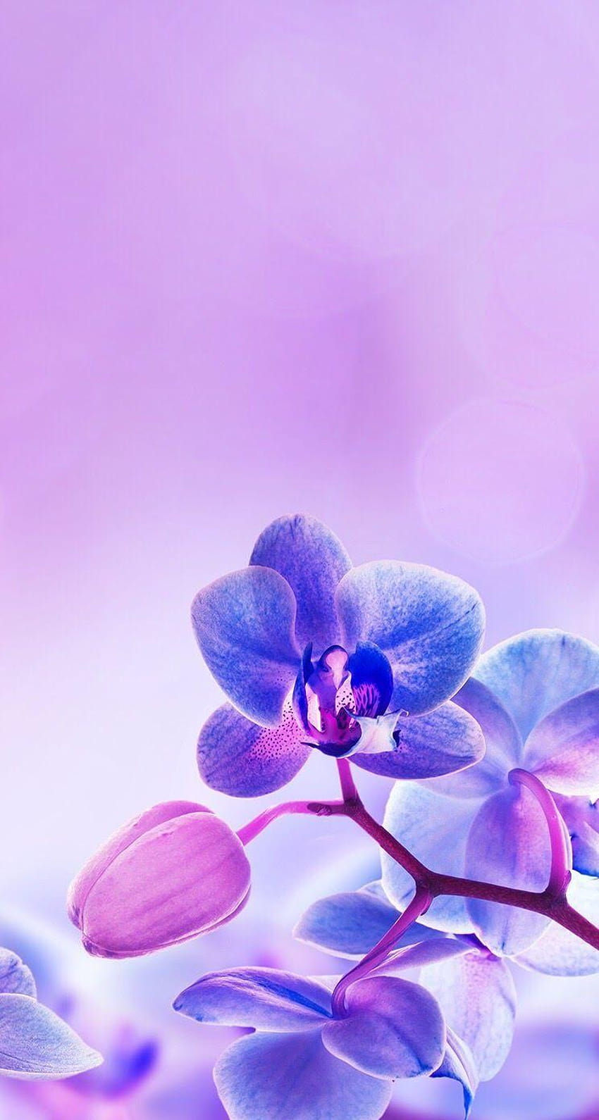 Purple orchid iPhone backgrounds lockscreen, blue and purple orchid HD