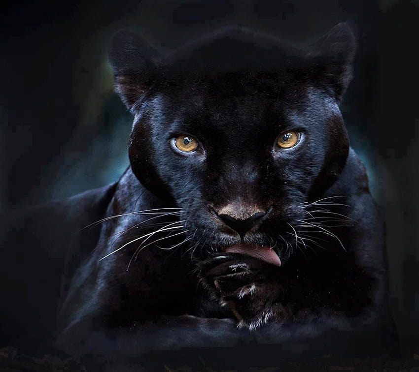 Black Puma HD wallpaper