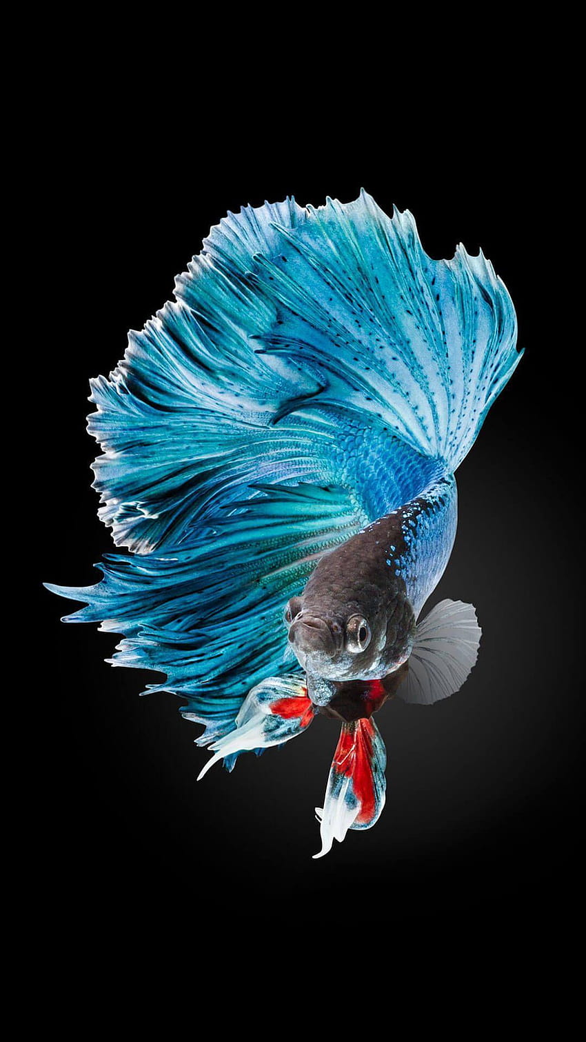 Betta Fish iPhone 6 And iPhone 6s HD phone wallpaper