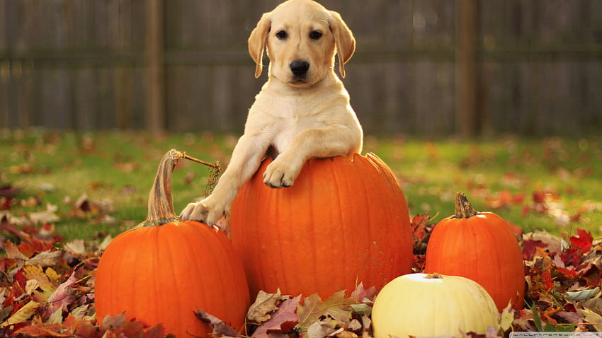 Yellow Labrador Retriever Puppy Autumn Ultra Backgrounds for U TV : Tablet : Smartphone, yellow labs HD wallpaper