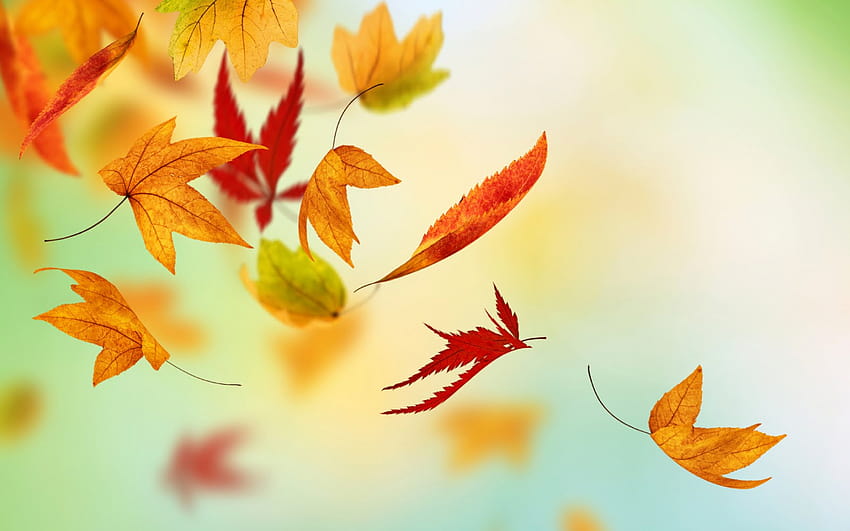 Autumn Fall Leaves Live HQ [1600x1066] for your , Mobile & Tablet, flying autumn leaf HD wallpaper