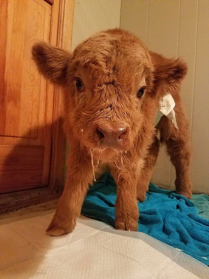 ADORABLE: Injured baby cow survives with lots of TLC from humans, dogs HD phone wallpaper