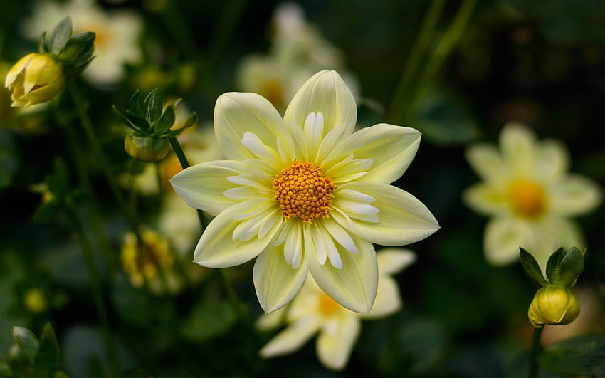 Dahlia Yellow Flowers High Quality Flower For Computers Wallpap…, tv computer HD wallpaper