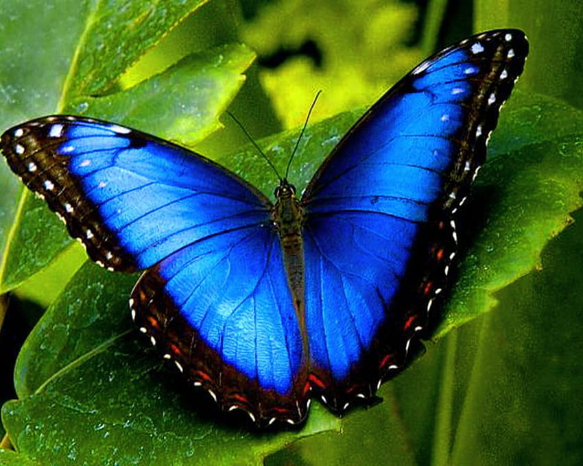 55 【Butterfly】 colorés, types de papillons Fond d'écran HD
