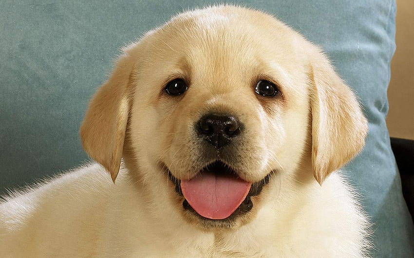 1280x800px » Smiling Dog, smile dog HD wallpaper